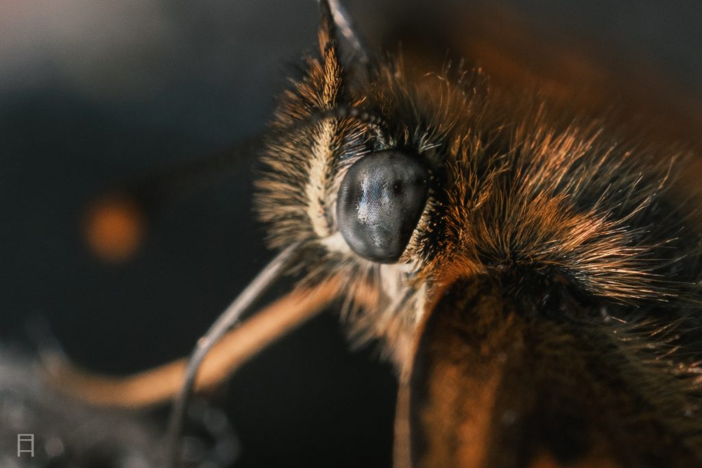Natur Fotografie