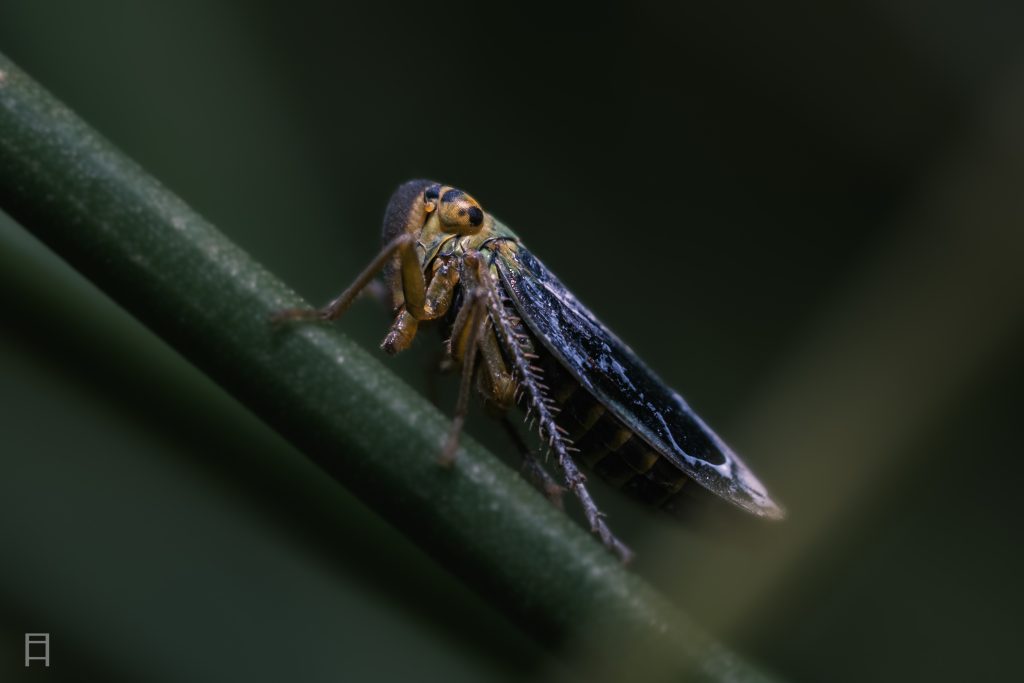 Natur Fotografie