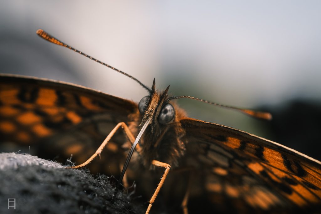 Natur Fotografie